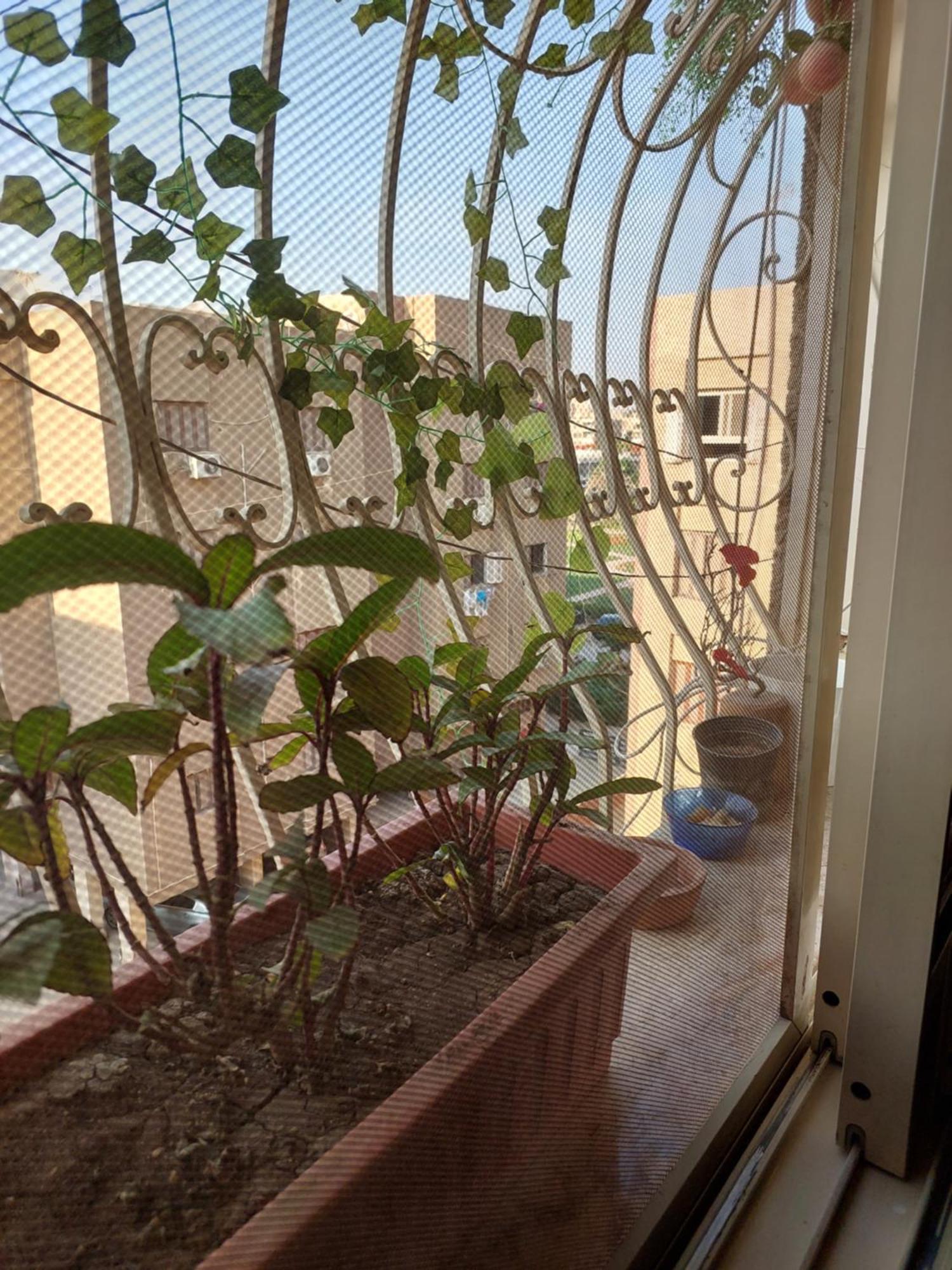 Maadi Oasis * Kairo